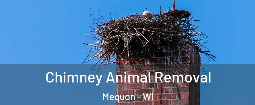 Chimney Animal Removal Mequon - WI