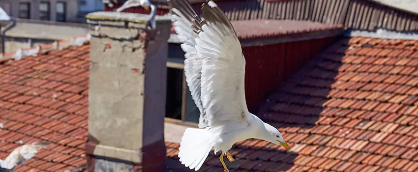 Residential Chimney Animal Removal Solution in Mequon, WI
